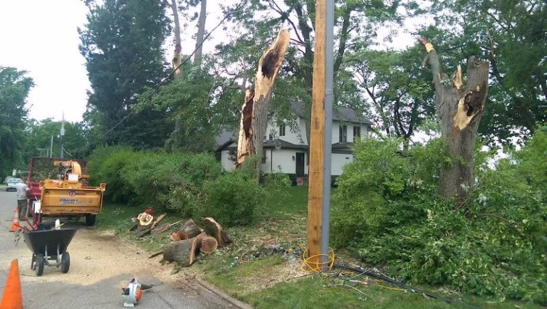 64847 sheltons tree service llc 768x434