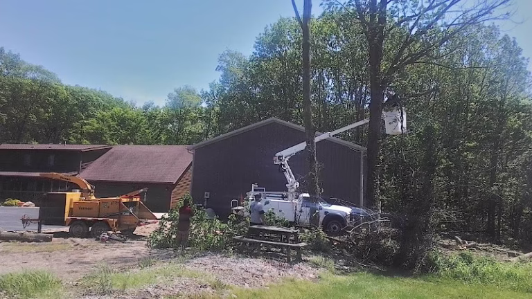 64862 2 guys tree service 1 768x432