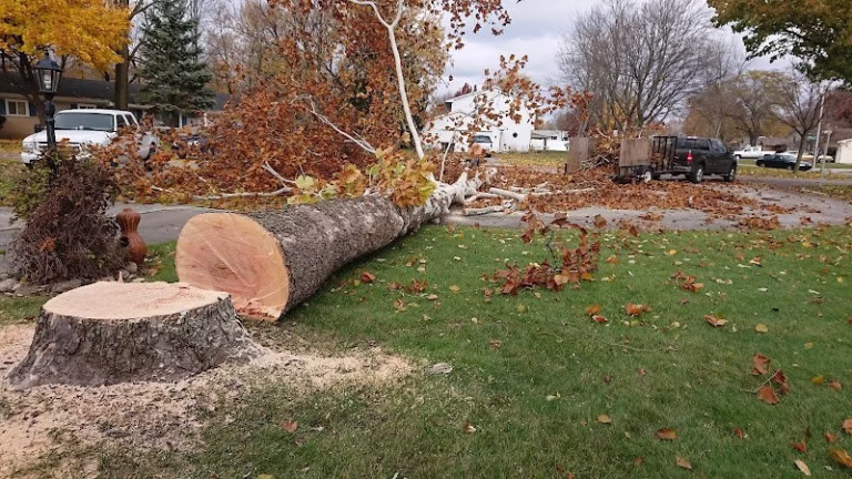 64886 carrillo tree service 1 768x432