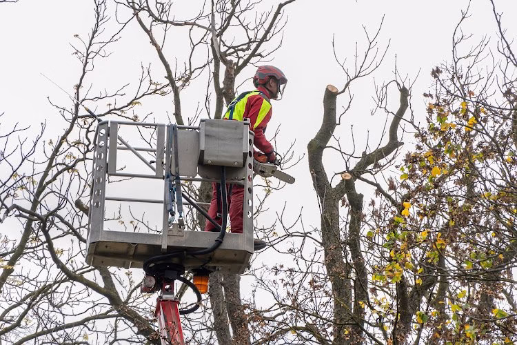 64924 nyc tree trimming removal 1