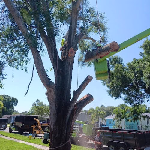 64948 advanced arbor professional tree care 1