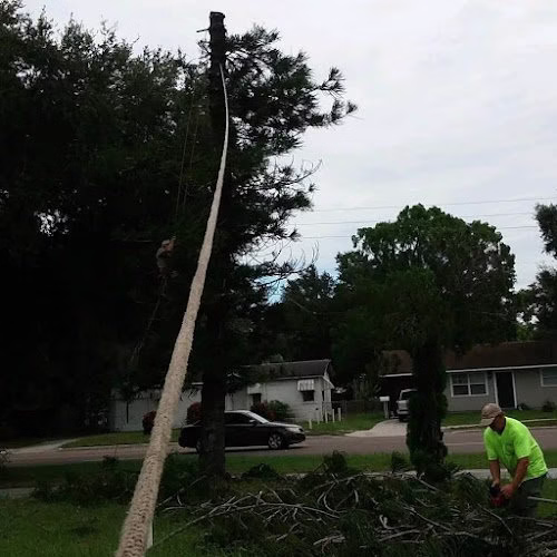64966 dave jos tree service 1