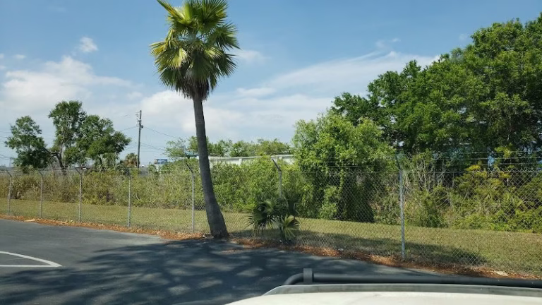 65016 pinellas tree service 768x432