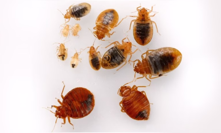 67572 247 pest control nyc 1 768x462