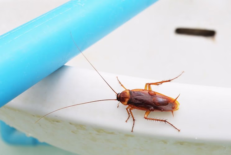 67697 one hour pest control 1