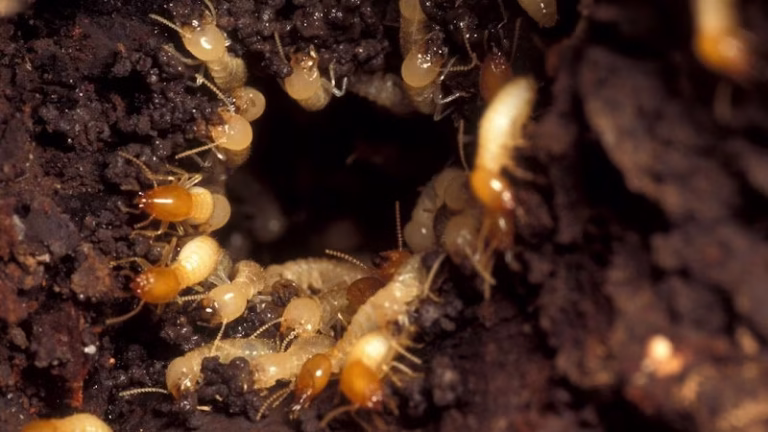 67730 pest pro inc 768x432