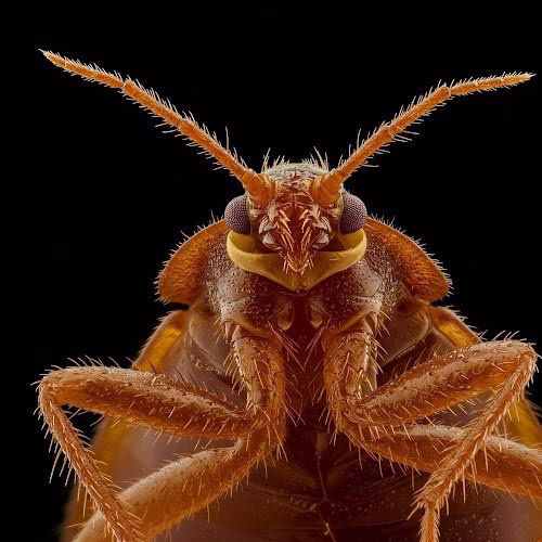 68020 windy city bed bug specialists 1