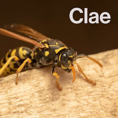 68108 clae pest control 1