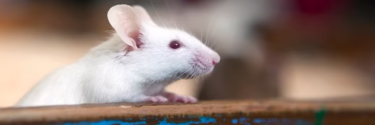 68261 kwik kill exterminators of texas 768x256