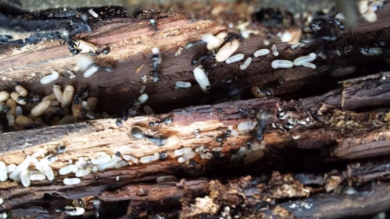 68637 advantage termite and pest control 768x432