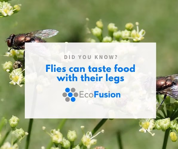 68654 ecofusion pest control 1