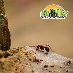 68719 family pest control 1