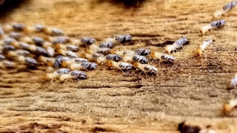 68725 pro defense pest control 768x432