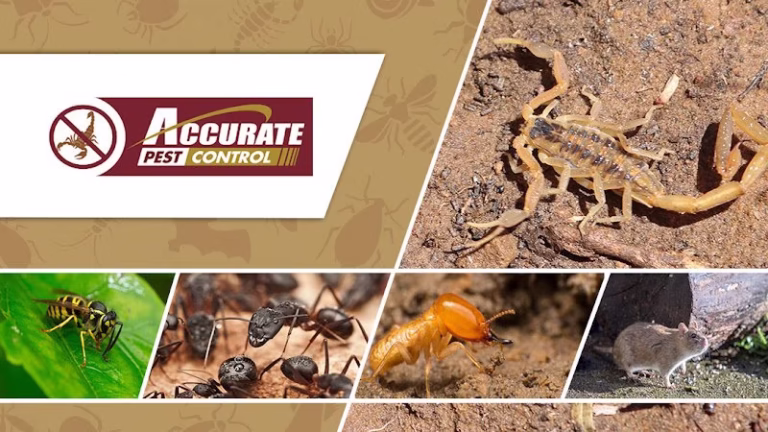 68735 accurate pest control 1 768x432