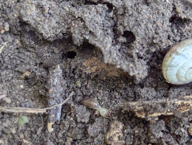 68788 pest ninjas llc 1