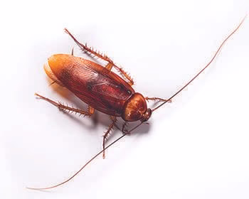 68906 lloyd pest termite control 3