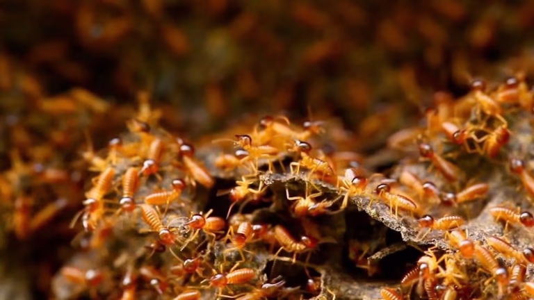 68984 hi tech termite control inc termite inspection 8211 termite company termite control in san diego southern california 1 768x432