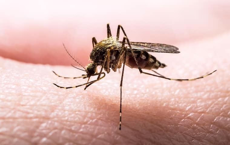 69092 bug head pest control 1