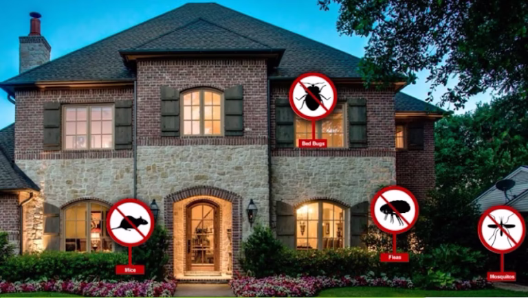 69102 ajb pest termite 768x434