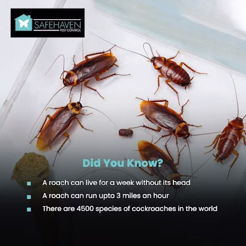 69121 safehaven pest control 1