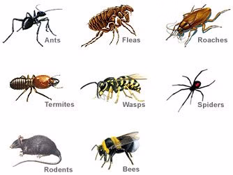 69346 accurate termite pest control 1