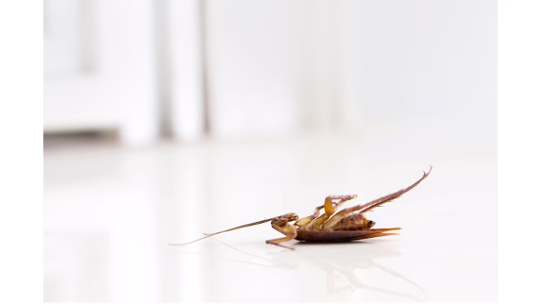 69474 crawford pest control 768x432