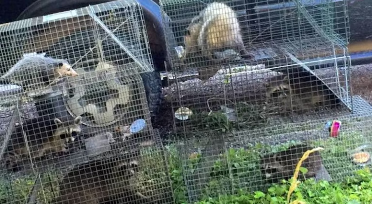 69535 jacksonville wildlife pest removal 1 768x422