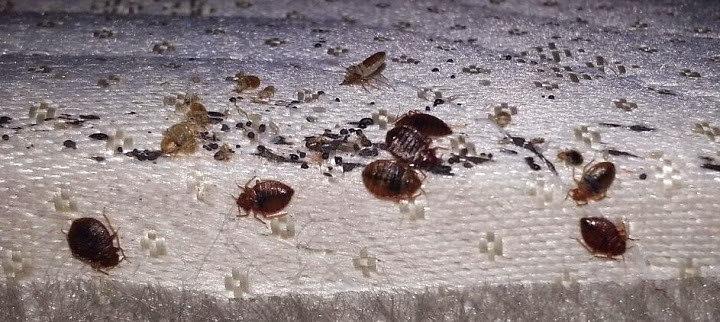 69655 ameri tech termite pest control inc