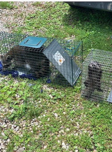 69827 ultimate pro wildlife removal llc columbus ohio 1