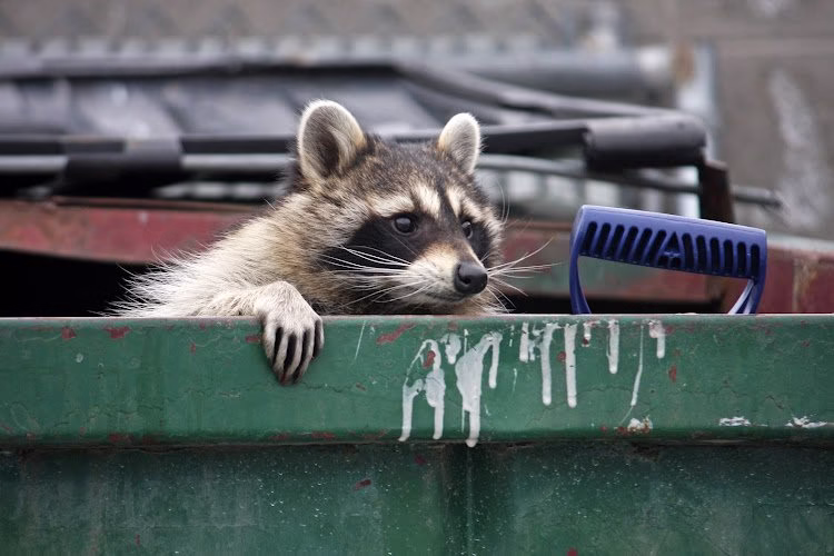 69919 pca wildlife llc 1