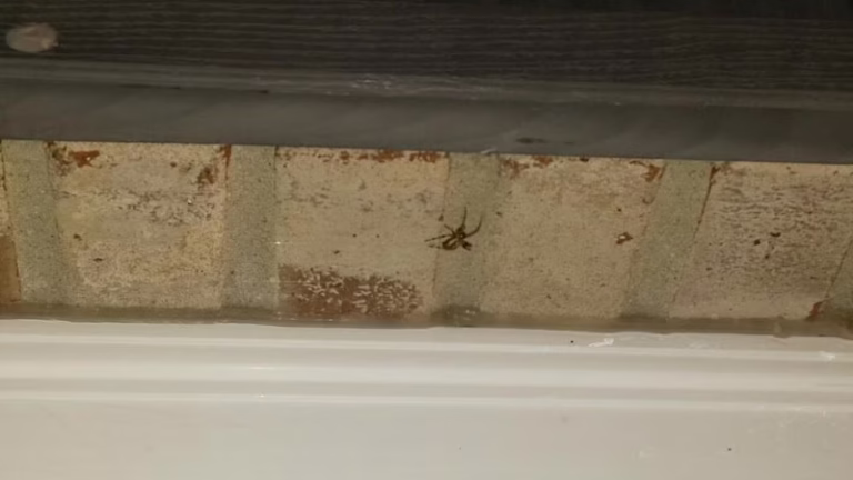 70242 indianapolis pest control 768x432