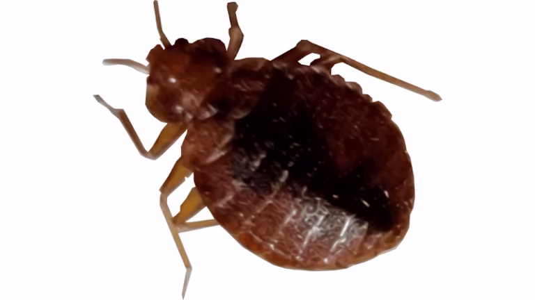 70580 affordable bed bug pest llc 1 768x432
