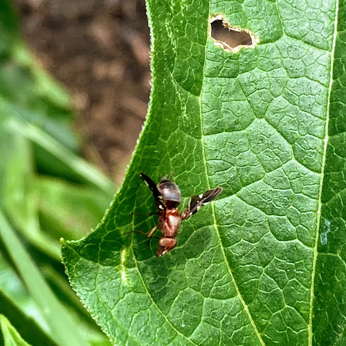 70638 synergy pest control 1