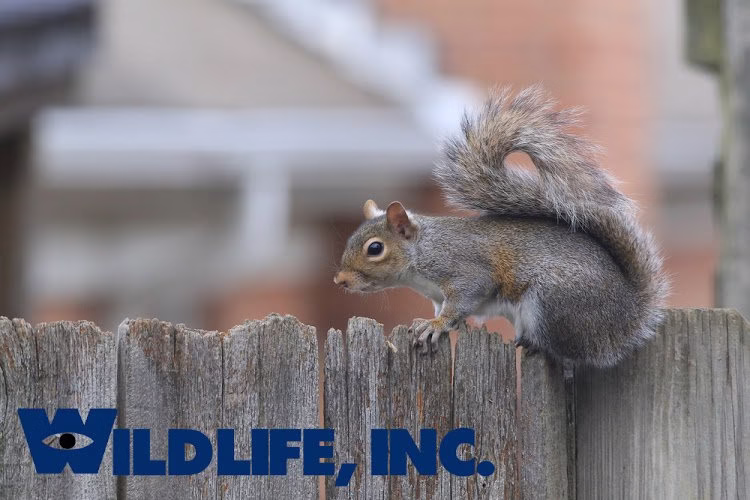 70647 wildlife inc 1