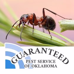 70712 guaranteed pest service of oklahoma inc 1