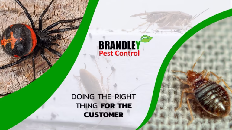 70761 brandley pest control 768x432
