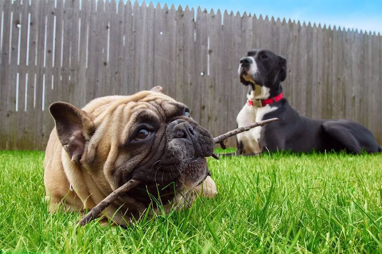 70858 all green lawn pest 1