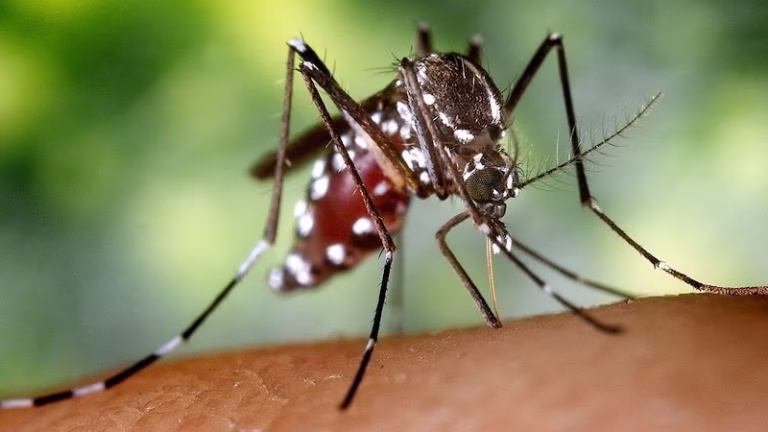 70908 earthwise pest solutions 1 768x432