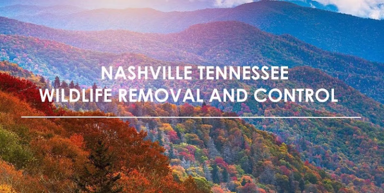 71087 smoky wildlife control 768x386