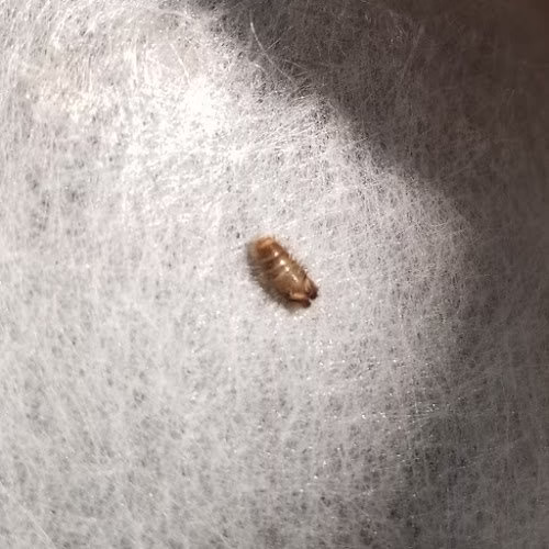 71271 first gen pest solutions llc 1