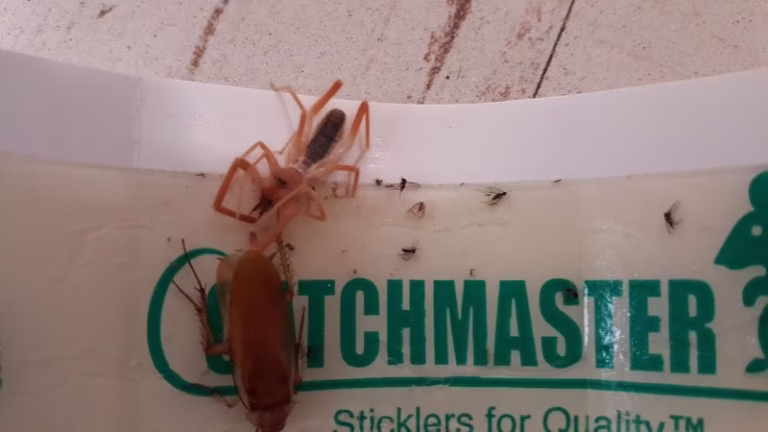 71318 apex pest control llc 1 768x432