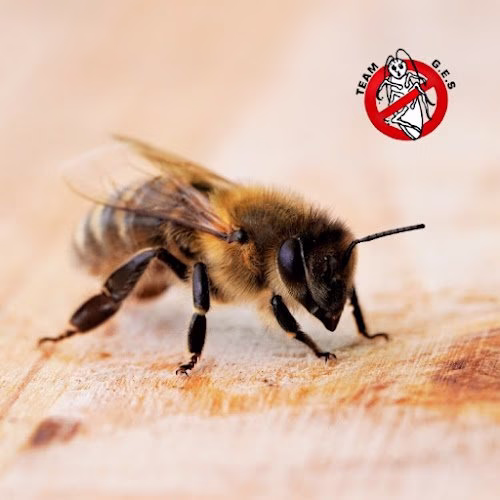 71467 general environmental services 1