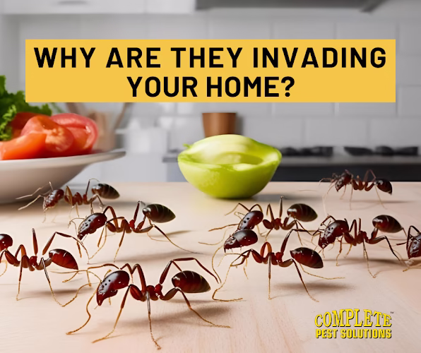 71544 complete pest solutions of central massachusetts 1