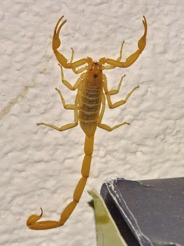 71615 newmans pest control 5