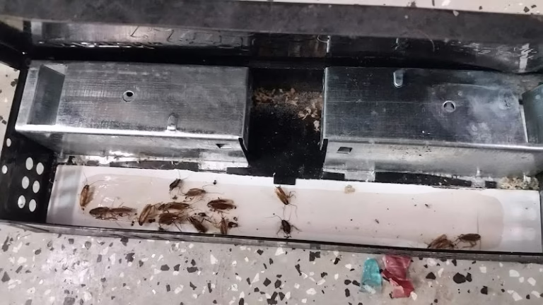 71706 fortified pest management 1 768x432