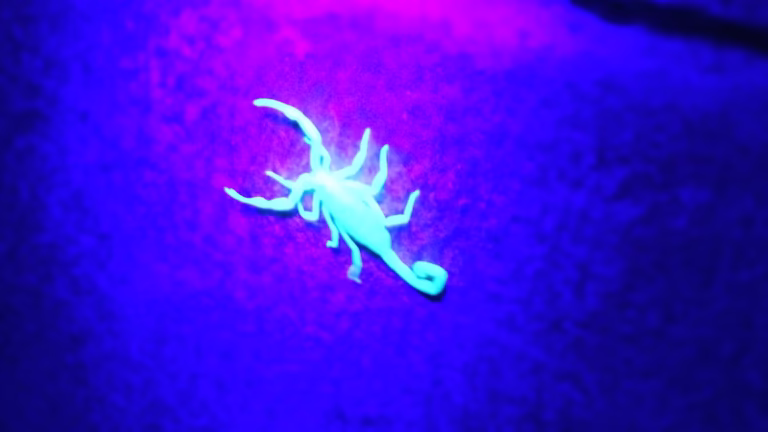 71712 rebel pest control 1 768x432