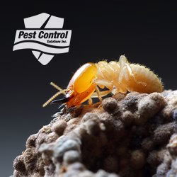 71746 pest control solutions inc 1