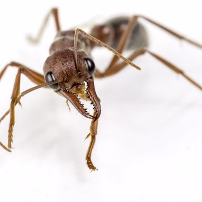 71752 the killers pest control 1