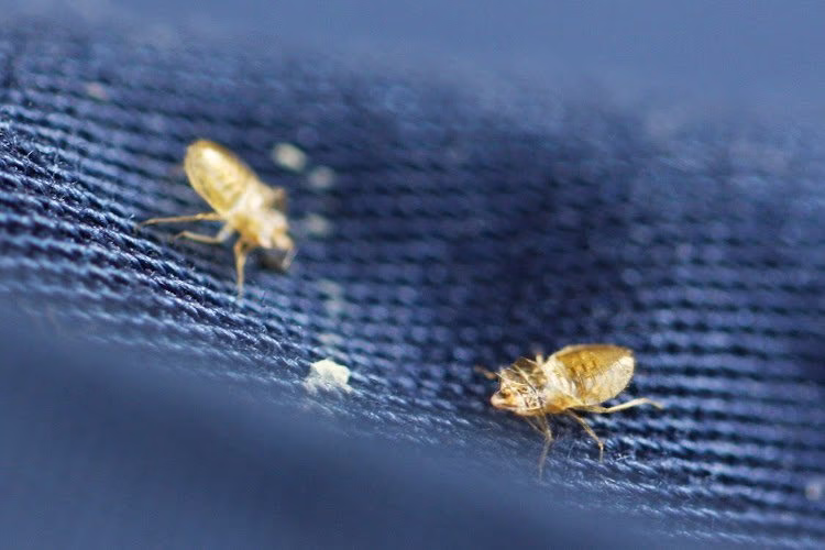 71821 pure environmental 1