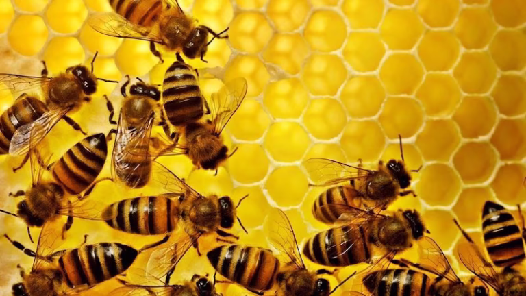 71826 bee control northwest 768x432